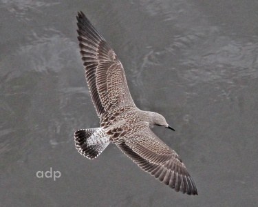 Lesser Black-backed Gull juvenile (Larus fuscus graellsii)  Edinburgh, Alan Prowse